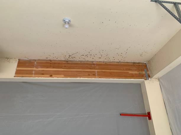 Best Residential Mold Inspection & Testing  in USA